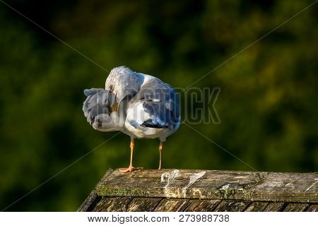 Close Up Of Seagull Standing On A Pier. Seagull On The Roof Near Kaniera Lake On A Sunny Autumn Day.