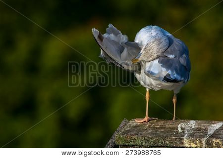 Close Up Of Seagull Standing On A Pier. Seagull On The Roof Near Kaniera Lake On A Sunny Autumn Day.