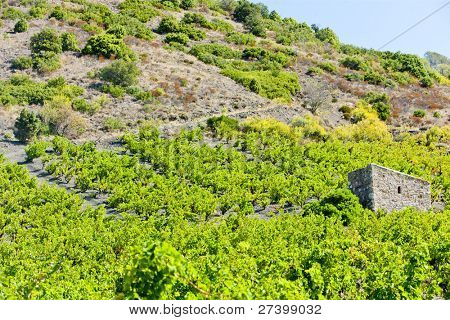 Vineyars in Languedoc Roussillon, Frankreich