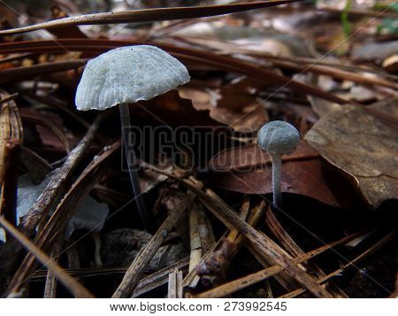 Frosty Bonnet Mushrooms, Close-up, In Dead Leaves