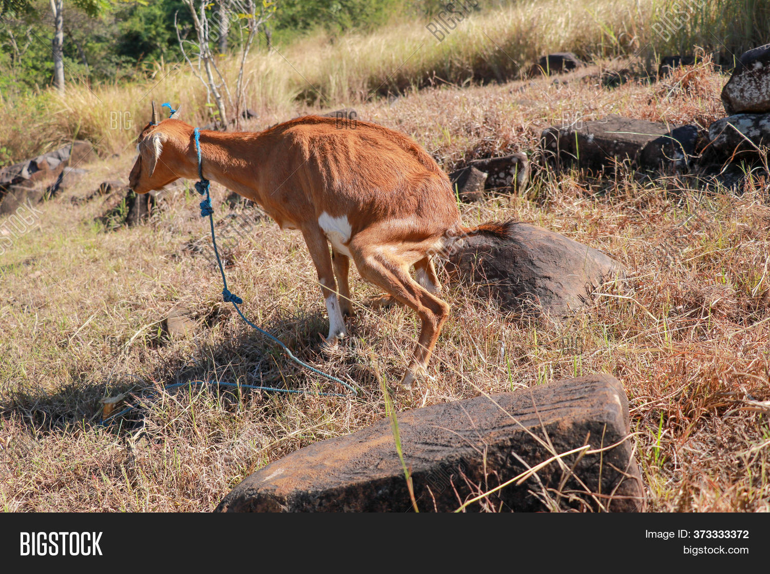Brown Goat Peeing On Image & Photo (Free Trial) Bigstock