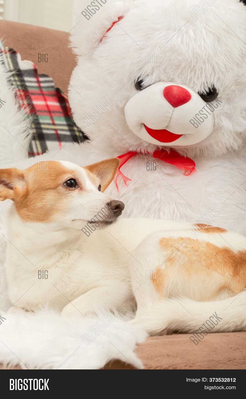 jack russell teddy bear