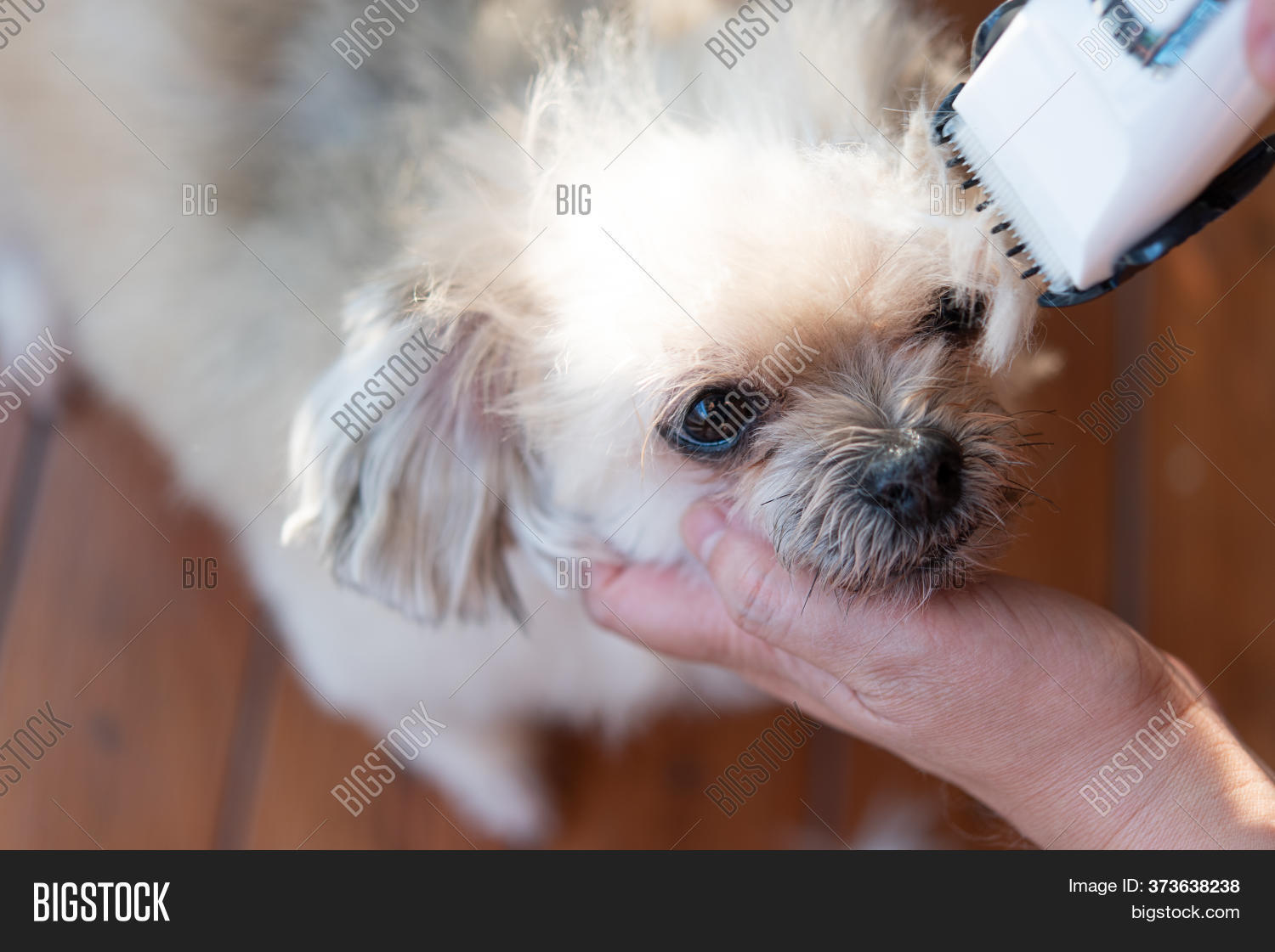 Grooming Haircut Dog Image & Photo (Free Trial) Bigstock