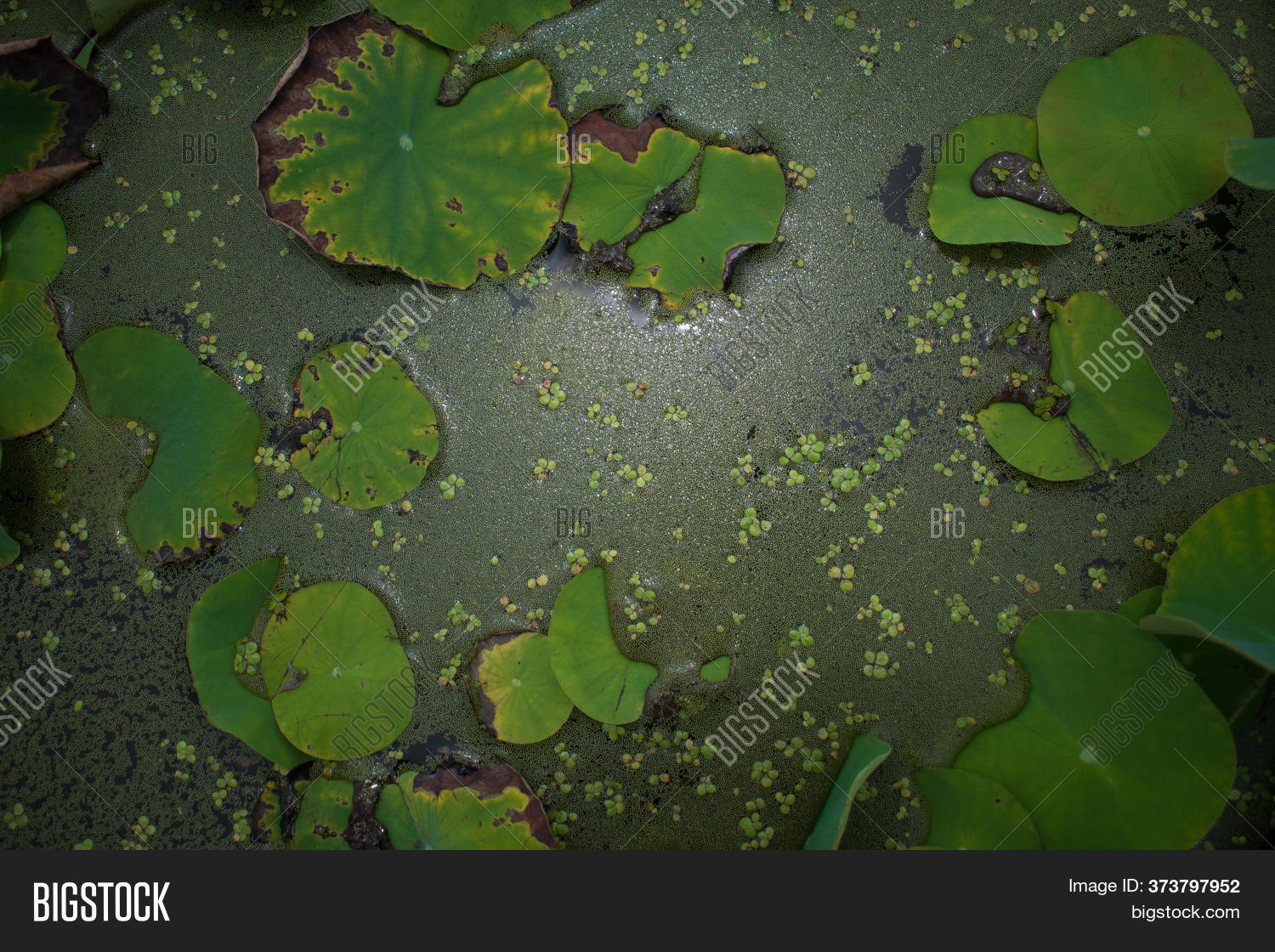 Green Leaf Lily Pad Image Photo Free Trial Bigstock