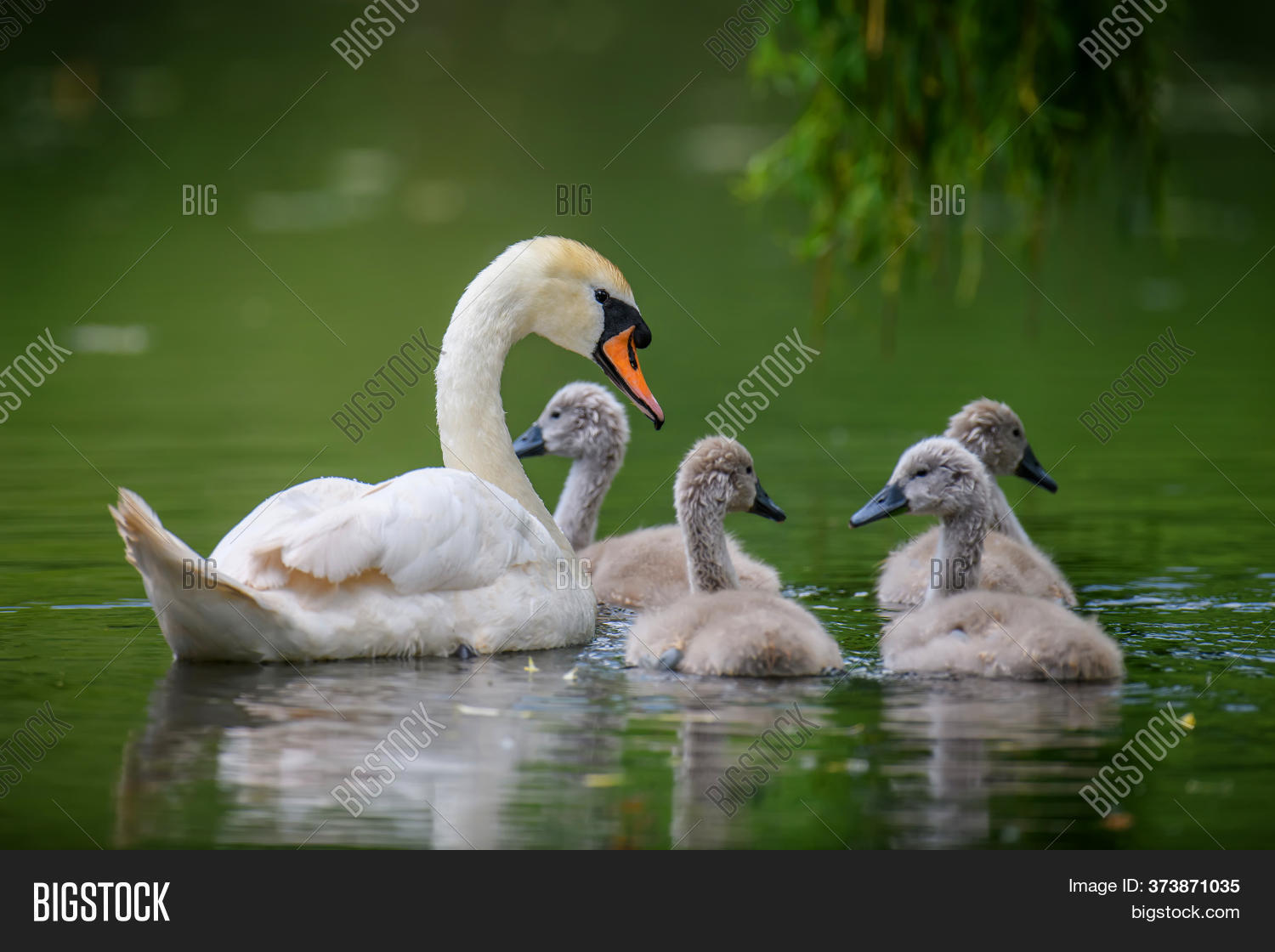 Mute Swan Cygnus Olor Image & Photo (Free Trial) Bigstock