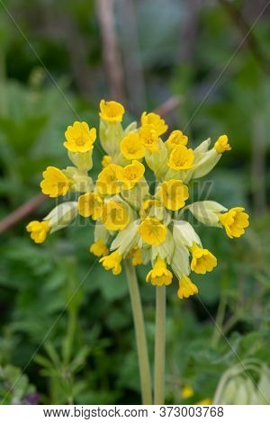 Close Up Of Common Cowslips (primula Veris) In Bloom