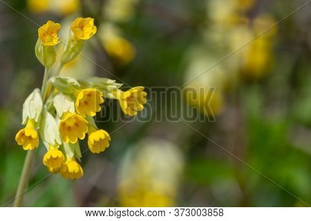 Cowslips (primula Veris)