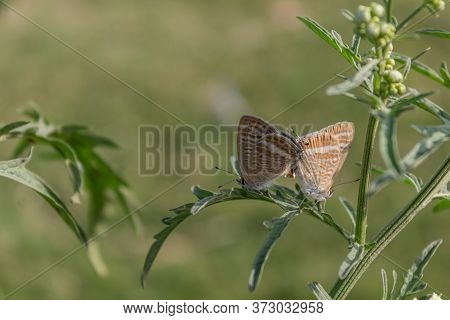 High Angle Close Up Shot Of Two Butterflies On A Parthenium Plant Mating During The Spring Season.