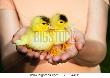 Two Little Cute Duckling Sit On Palms Of Hands