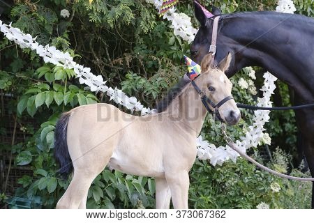 A Brown Mare And A Yellow Foal With Hats On The Head And Guirlandes In The Trees. Background For Gre