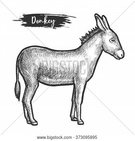 Hand Drawn Donkey Or Mule Sketching Vector