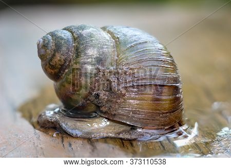 Portrait Of A Marsh Snail, Viviparidae, On A Footbridge Over A Pond