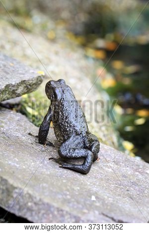 Close Up Portrait Of A Common Toad (bufo Bufo) On The Edge Of A Pond.