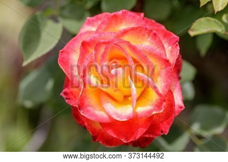 Rose In Bloom At Springtime In Northern California. Rose In Bloom In San Francisco Bay Area At Sprin
