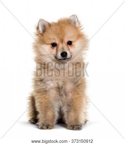 Beautiful Spitz posing isoplated on white