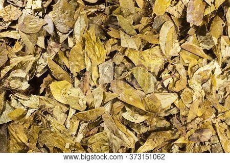 Dried Coca Leaves - Erythroxylum Coca. Top View