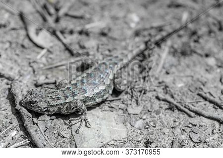 Western Fence Lizard Desaturated Only Showing Its Turquoise Blue Spots On The Dorsal Surface. Henry 