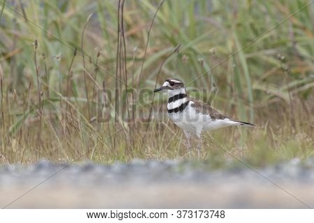 Killdeer Plover Bird At Richmond Bc Canada