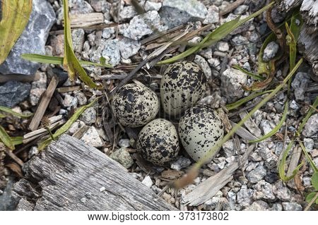 Killdeer Nest And Eggs At Richmond Bc Canada