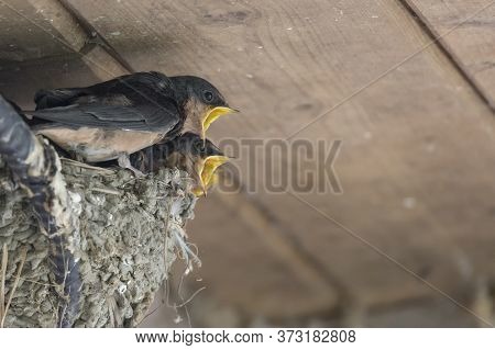 Barn Swallow Nest And Chicks At Richmond Bc Canada