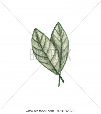 Watercolor Hand Drawn Summer Beautiful Single Green Leaf.