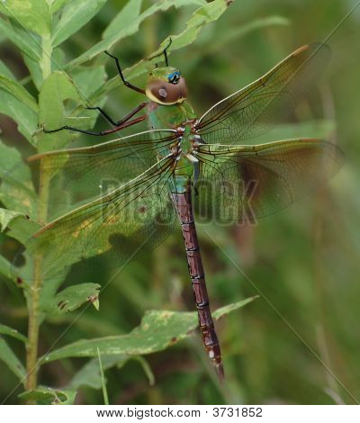 녹색 Darner