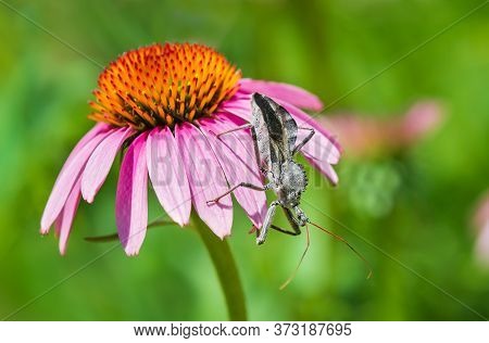 Wheel Bug (arilus Cristatus) Crawling On Purple Coneflower
