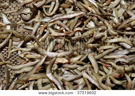 Sgombro pesce al mercato, Thailandia