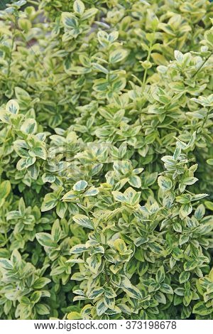 Euonymous Wintercreeper Plants Growing In Garden. Beautiful Patterned Plant. Texture From Green Plan