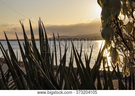 Bushes And Flowers On The Background Of The Sunset And The Sea, Bright Sea Sunset In Gelendzhik