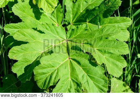 Heracleum, Cow Parsnip,parsnip. Green Large Leaves Of A Fast Growing Weed