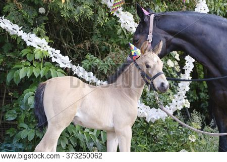 A Brown Mare And A Yellow Foal With Hats On The Head And Guirlandes In The Trees. Background For Gre