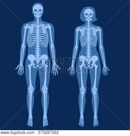 pic Anatomy Male Vs Female Skeleton human woman man vector photo free