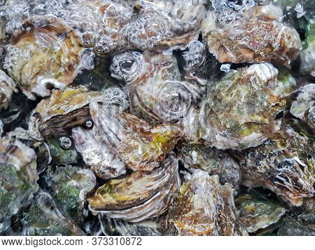 Closed Oysters Under Boiling Water. Natural Background