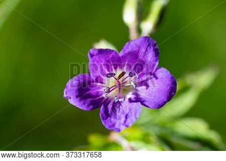 Top View Of A Wild Purple Flower