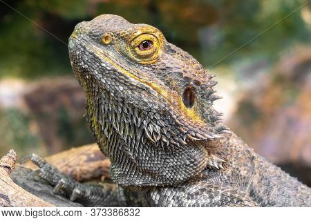 Head Shot Of A Central Bearded Dragon (pagona Vitticeps) In Captivity