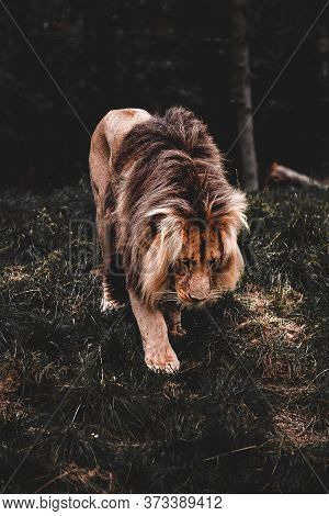 Lion, Lion Walking Slowly, Wild Animal, King Of The Jungle, Fighter