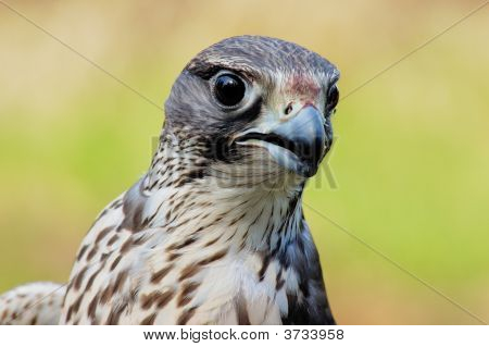 Retrato de Saker Falcon fêmea com céu como pano de fundo