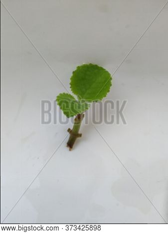 Young Mexican Mint Branch And Leaves Isolated In A White Background