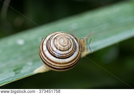 A Snail On A Green Leaf With Dew. Macro Photography In The Garden. Animals In The Garden. Beautiful 