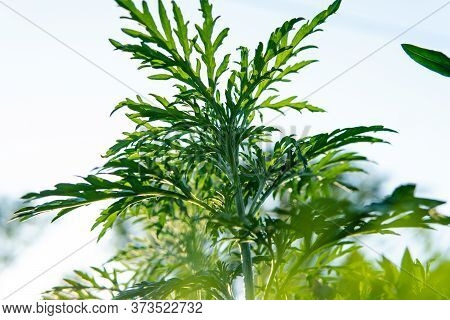 Ragweed Pollen Cause Problems For Those With Allergies. Ragweed And Mold Allergens In The Fall