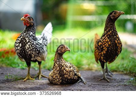 Three Sebright Chicken Smart Post On A Wooden Floor In The Outdoor Backyard Home Garden In The After