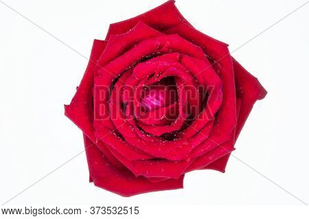 A Bloomimg Red Rose With Water Droplets, Isolated On White Background.