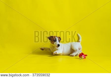 Puppy Jack Russell Terrier Plays With A Red Tulip Bud. Shorthair Thoroughbred Little Dog Cheerfully 