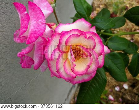 Bicolor Rose Delicate Bud With Bright Pink Border. Rose Of Hendel Variety