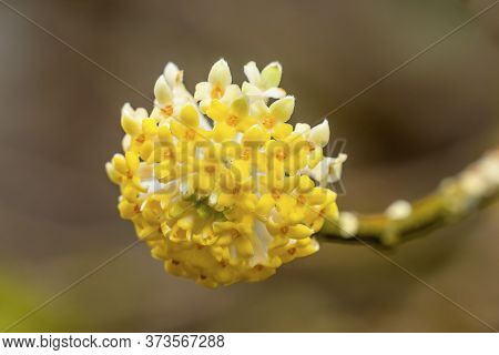 Yellow White Oriental Paperbush Edgeworthia Chrysantha Blossoms Blooming Macro Bellevue Washington S
