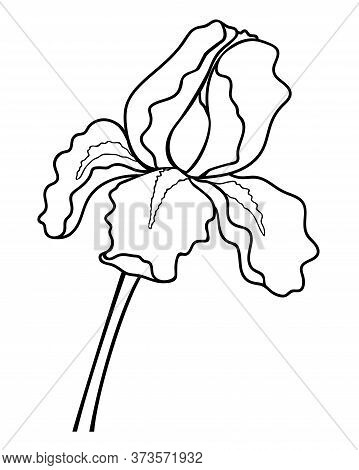 Iris Flower - Linear Vector Illustration For Coloring. Iris - A Garden Plant - An Element For A Colo