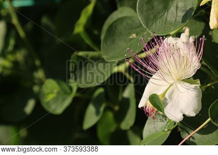 Blossoming Flower Nature Of Caper With Insect
