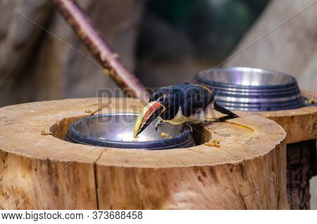 Toucan (channel-billed Toucan-ramphastos Vitellinus)  Is Eating In The Zoo