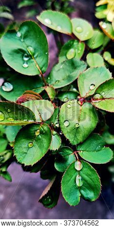 Dewdrops On Green Leaves In Monsoon Evening